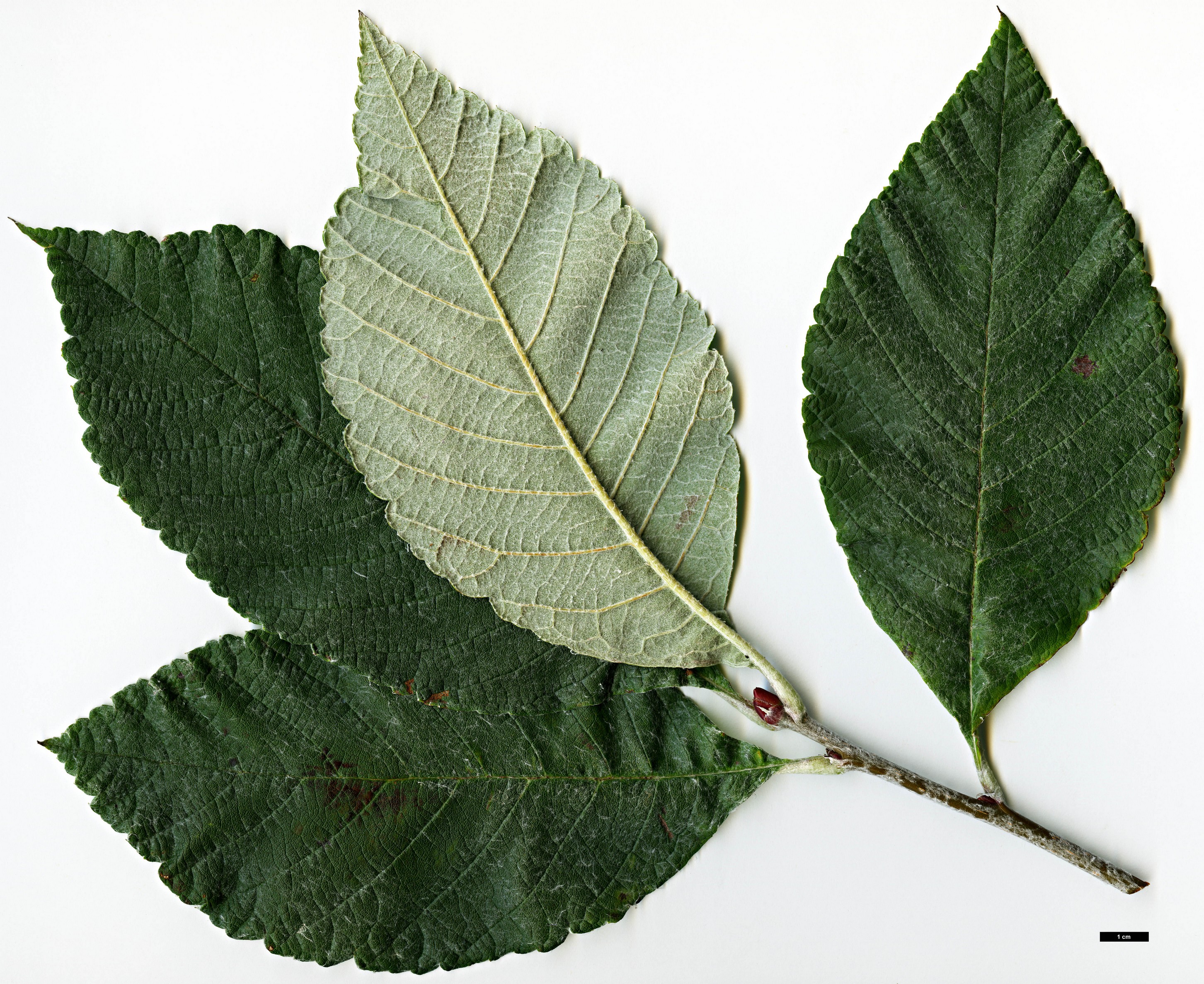 High resolution image: Family: Rosaceae - Genus: Sorbus - Taxon: sharmae